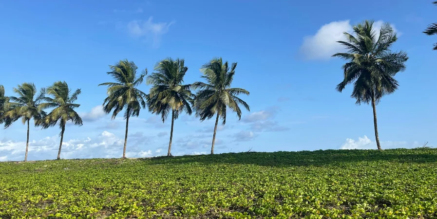 Liberia Travel Guide
