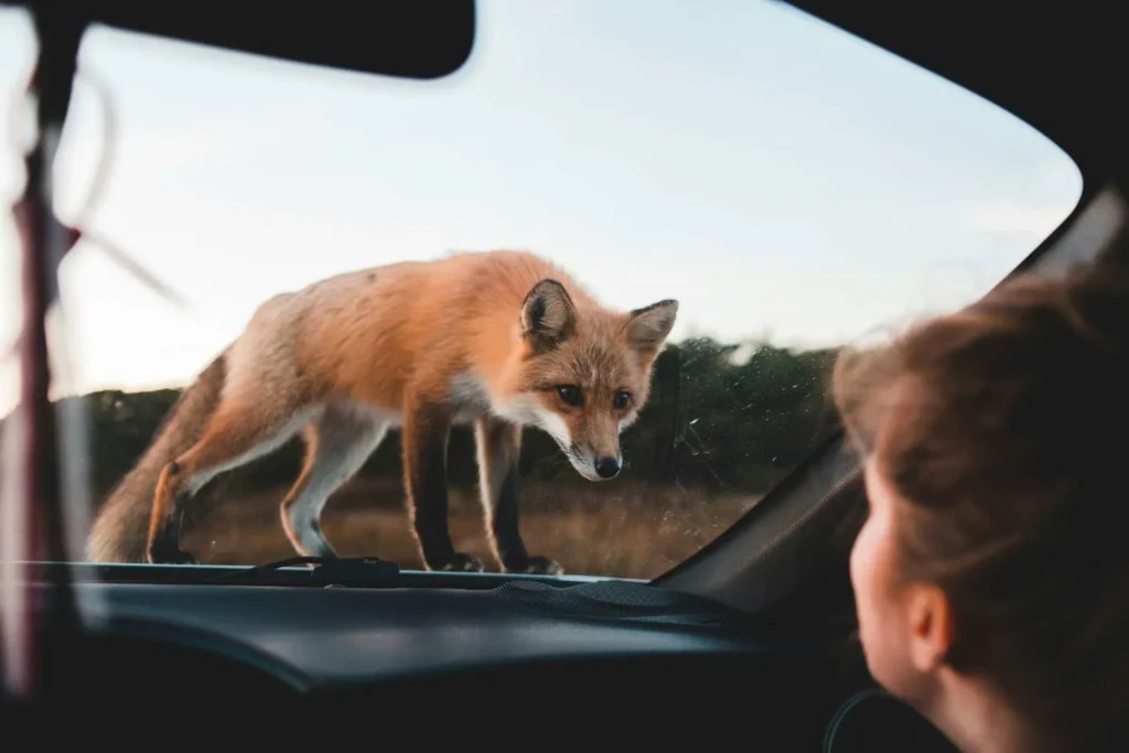 Survival Guide When Coyotes Get Too Close