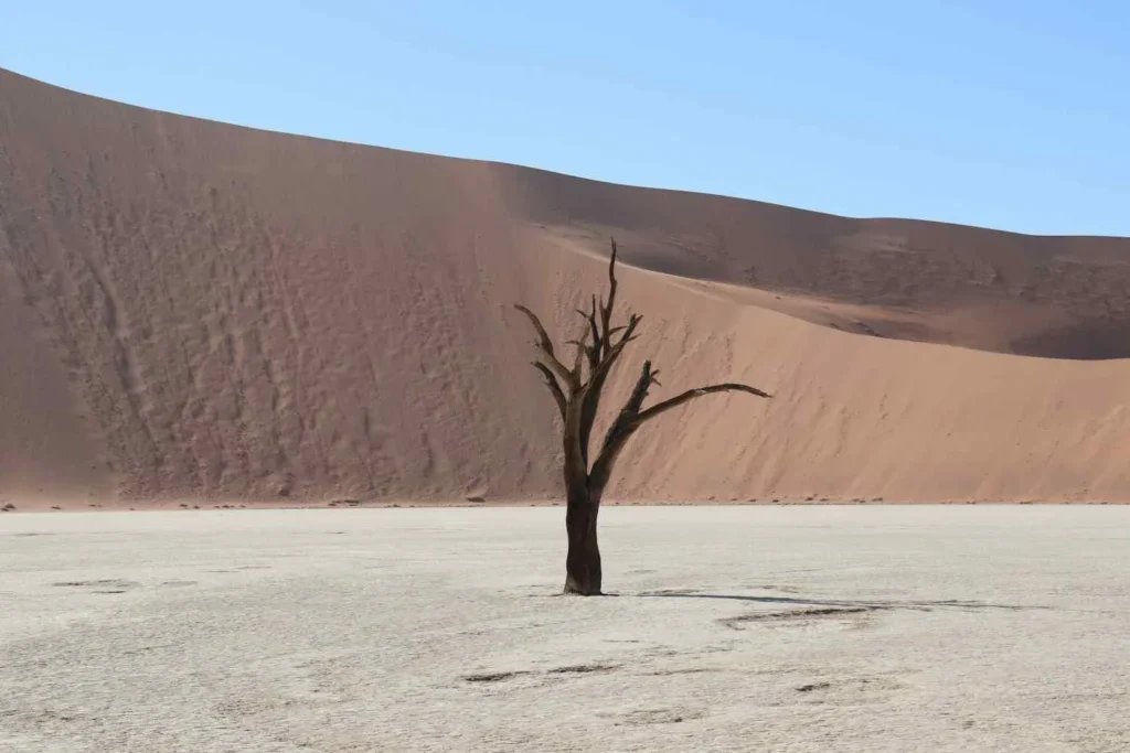 The Dry Season Scam
