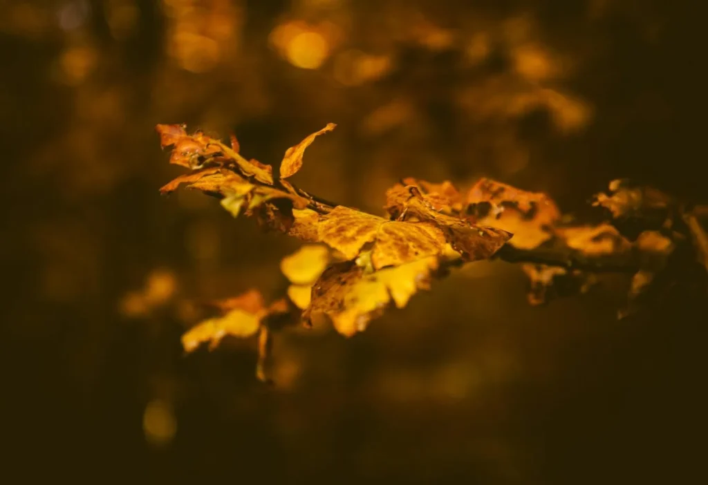 Autumn When the Whole World Turns to Gold and Rust