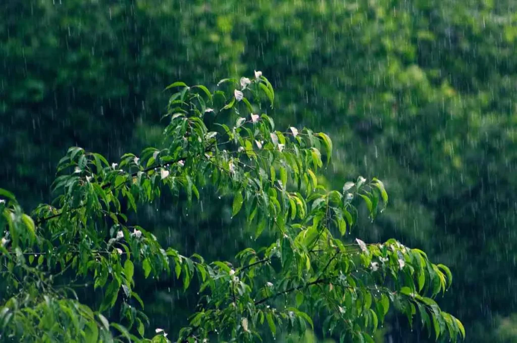 Rainy Season (June - September) The Green Transformation