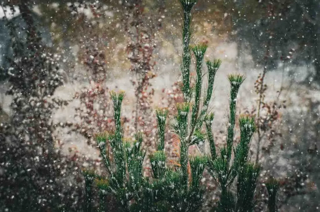 Seasons Simplified It's Not Just About Rain