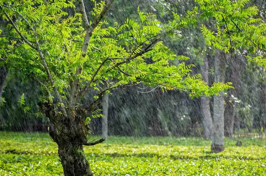 The Big Rainy Season (April to July & October) The Lush Green Transformation