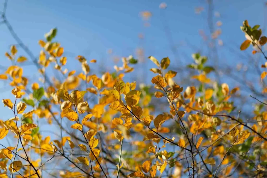 The Goldilocks Months Late Spring & Early Autumn