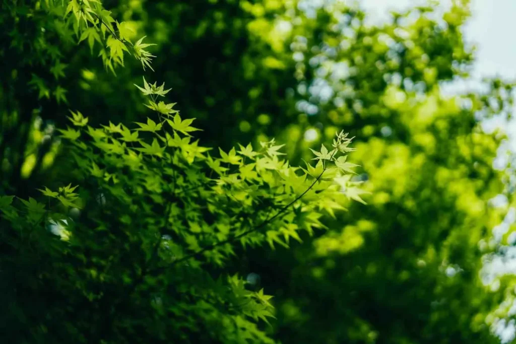 The Green Season's Raw Beauty
