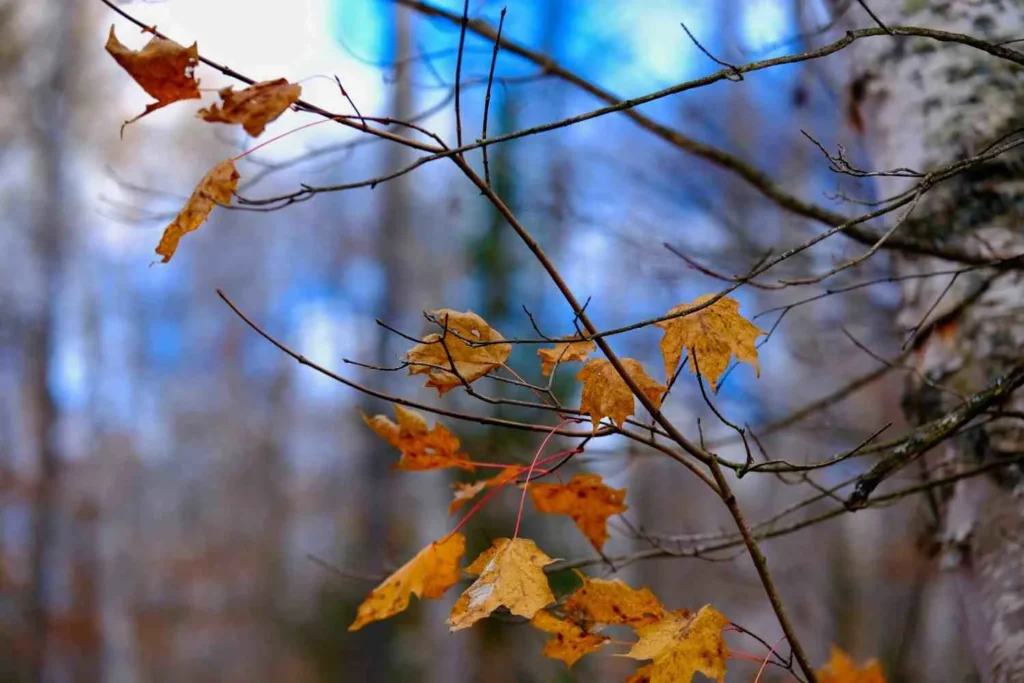 Transitional Seasons April & November