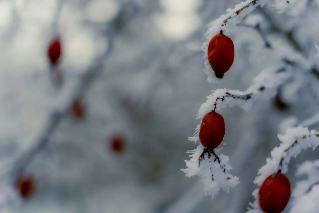 Winter (December - February) The Cozy, Festive Heart