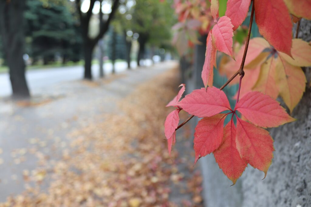 Autumn Beauty September to November
