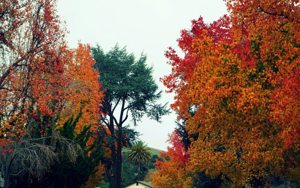 Autumn Colors Were Stunning September to October
