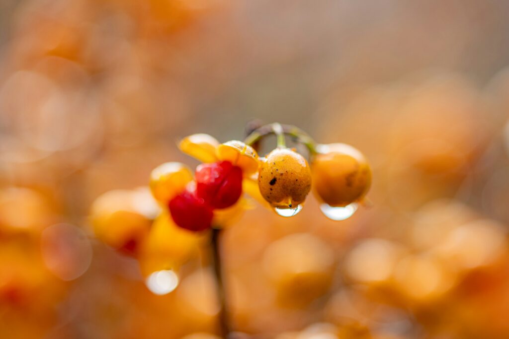 Autumn (March - May) The Secret Sweet Spot