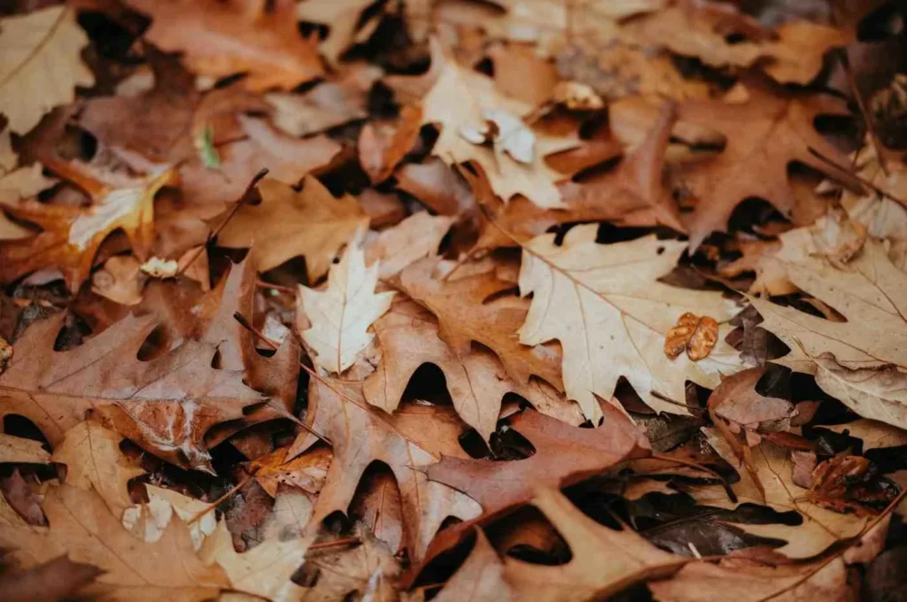 Autumn (October) The Transition Month