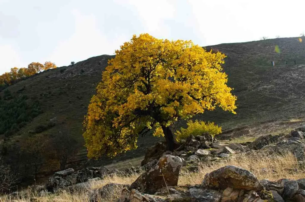 Autumn - Pakistan's Secret Weapon (September to November)