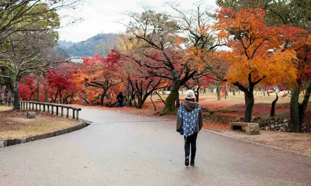 Autumn - When Korea Puts on Its Best Outfit
