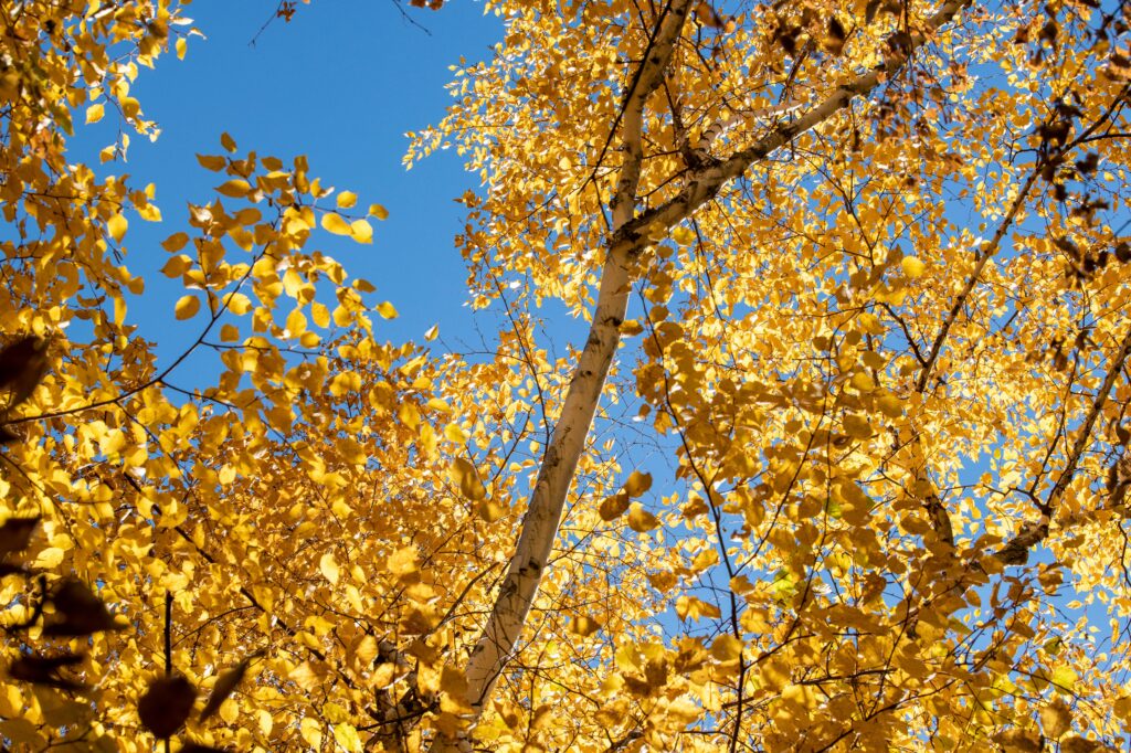 Autumn: golden light and my personal favorite