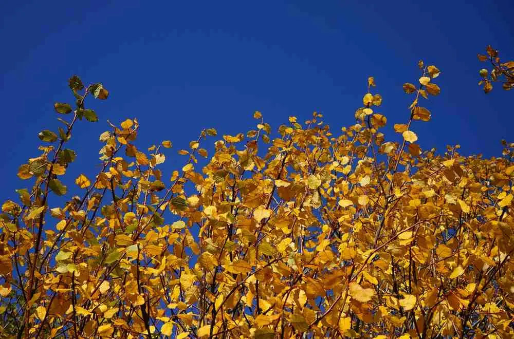Autumn's Golden Glory (September-November)