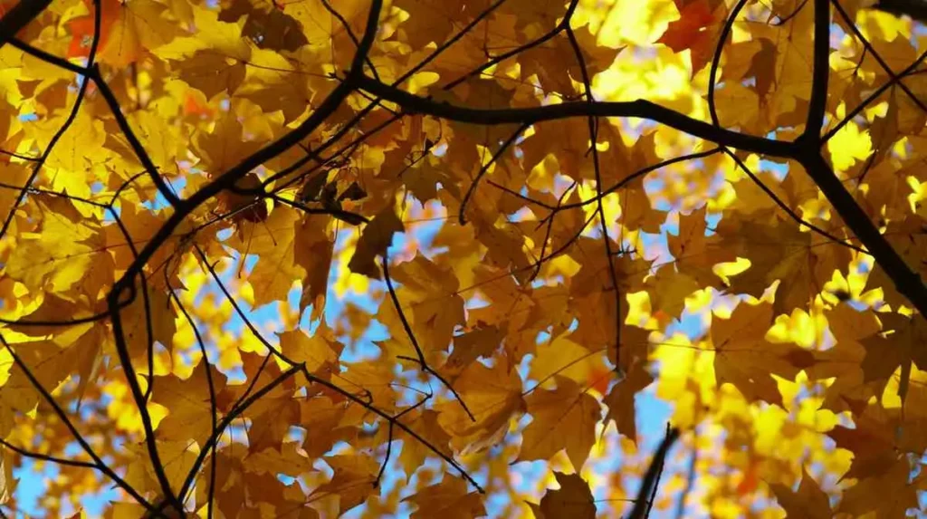 Autumn's Golden Magic