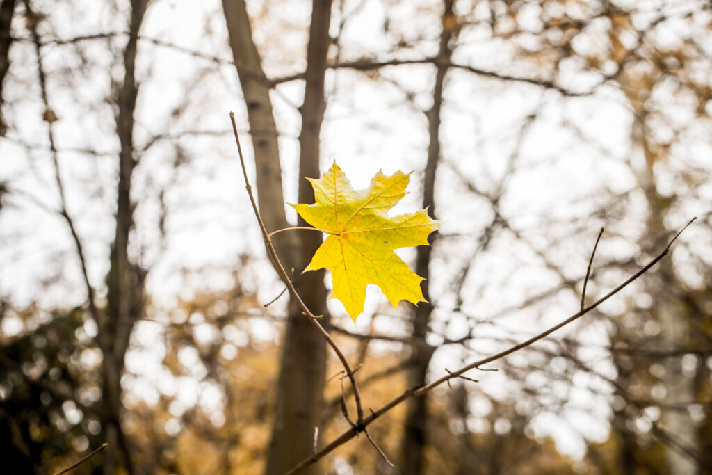 Autumn's Golden Metamorphosis September Through October