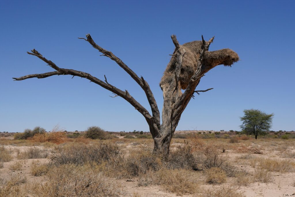 Dry Months: January-February and June-October 