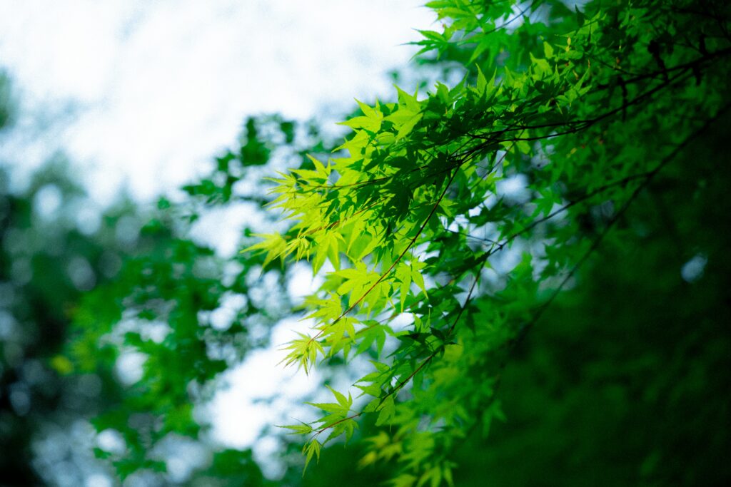 Green Season May – October