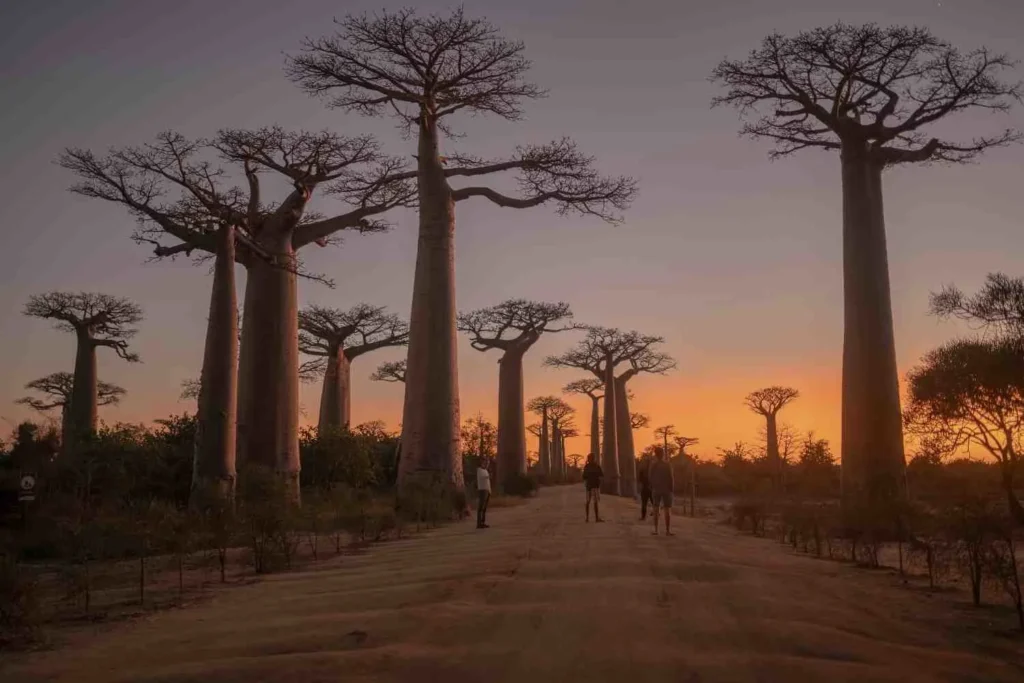 Madagascar's Different Worlds Region by Region