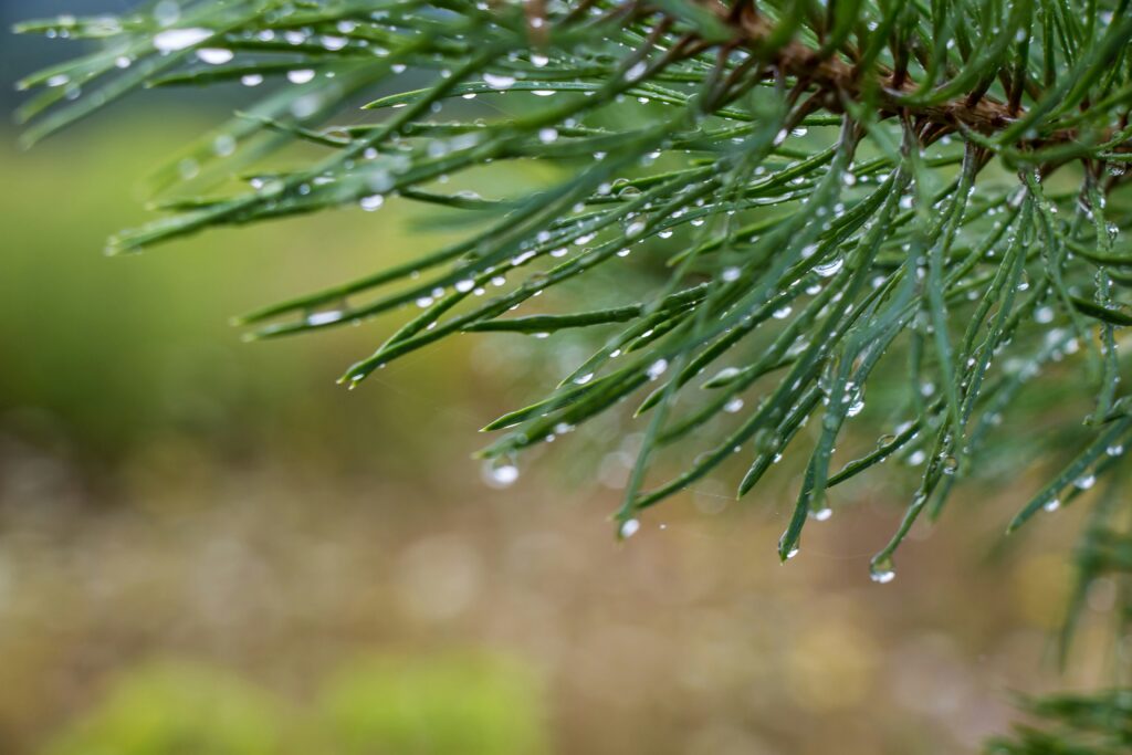 Rainy Seasons March-May and November-December