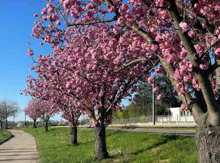 Spring The Local's Season (March-May)