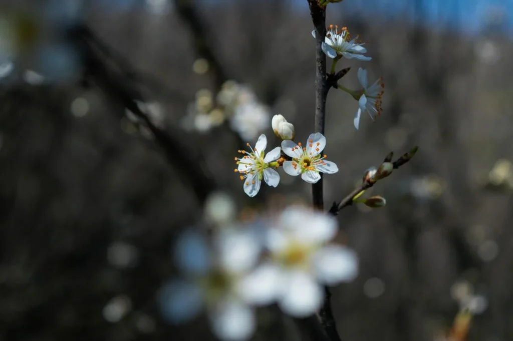 Spring The Local's Secret Season (March-May)