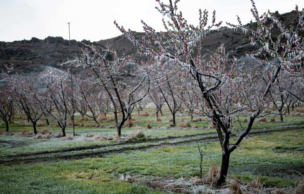 Spring in Jordan Nature's Perfect Show (March-May)