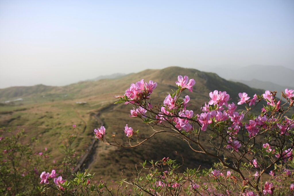 Spring's Unpredictable Charm April Through June