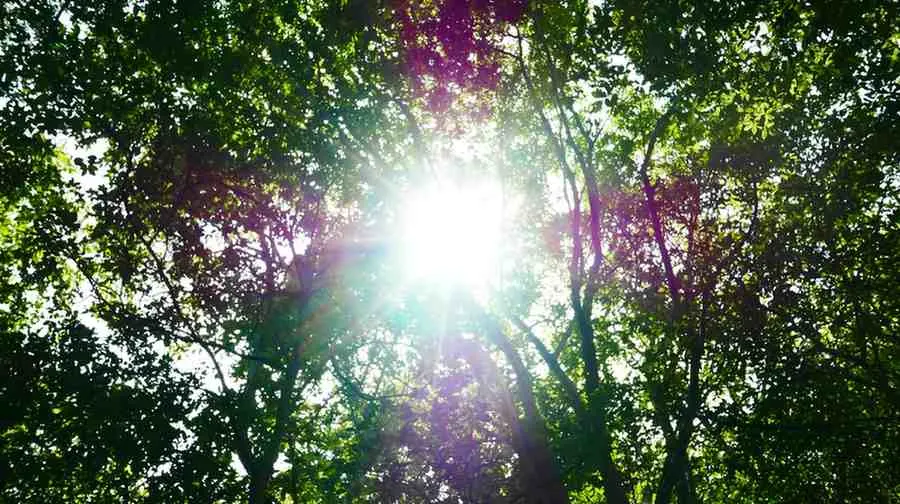 Summer's Vibrant Energy (June-August)