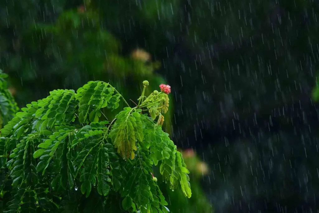 That First Rainy Season Surprise