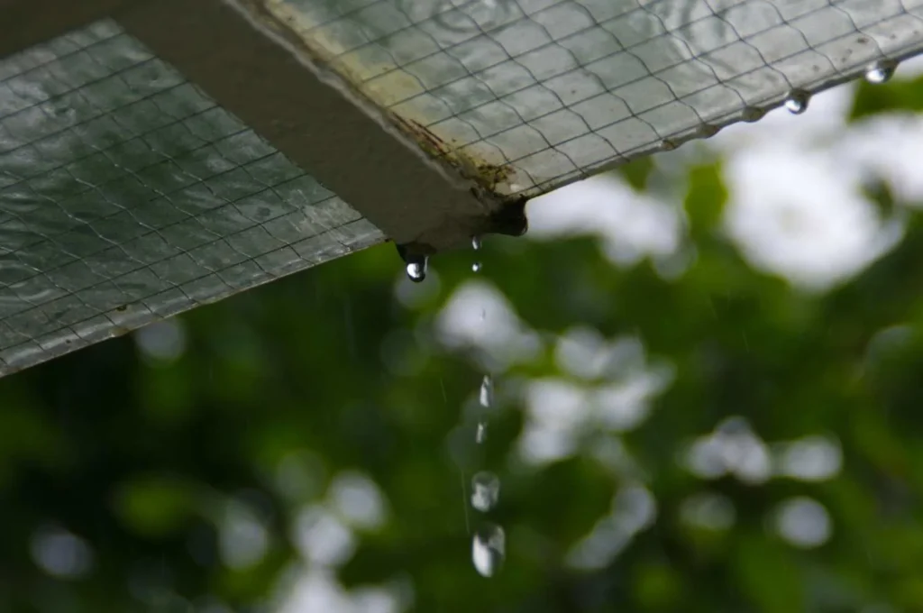 That First Wet Season Surprise