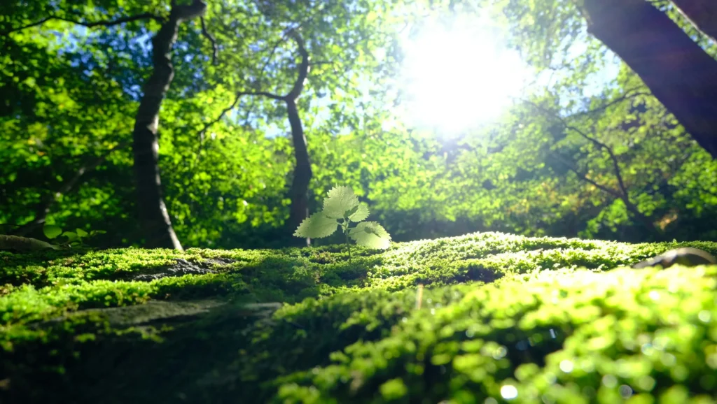 The Green Season Magic (May-October)