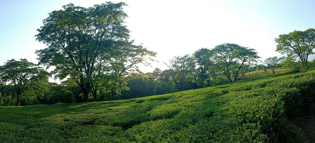 The Green Season Malawi's Secret Beauty (November - April)