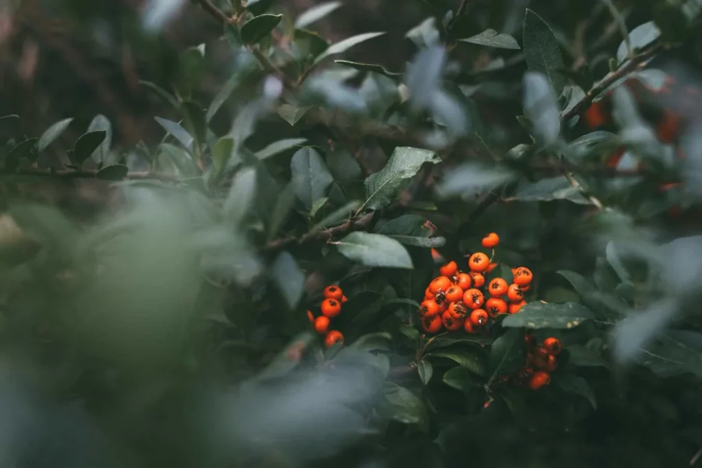 The Secret Sweet Spots (May-June & October-November)