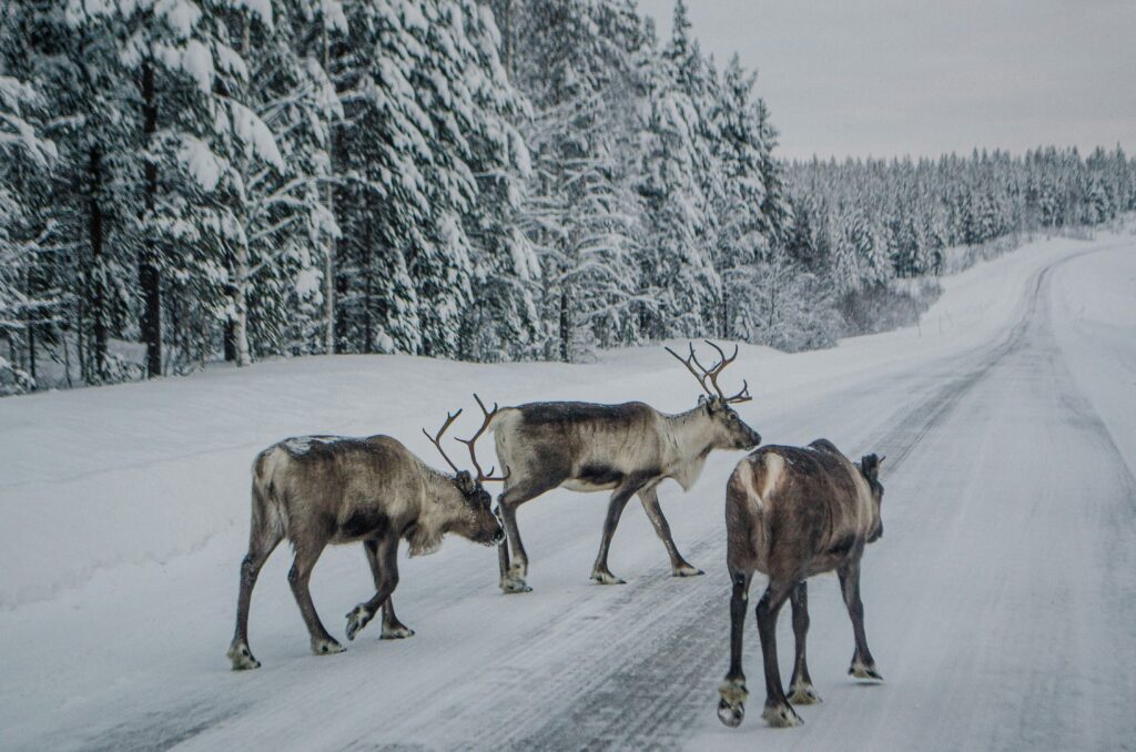 Wildlife Through the Year