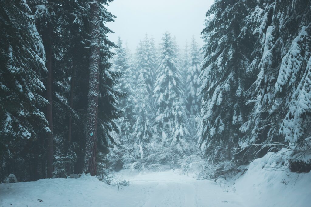 Winter Wonder December to February