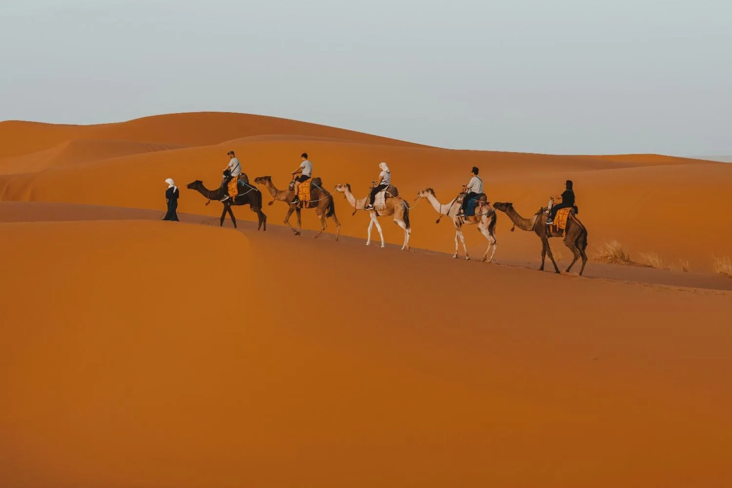 Daily Distance by Breed From Arabians to Clydesdales